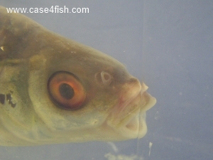Foto Galerie/Cypriniformes/Cyprinidae/Rutilus rutilus/Rutilus rutilus_05_S.jpg
